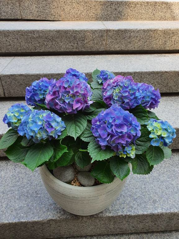 꽃다지 화원