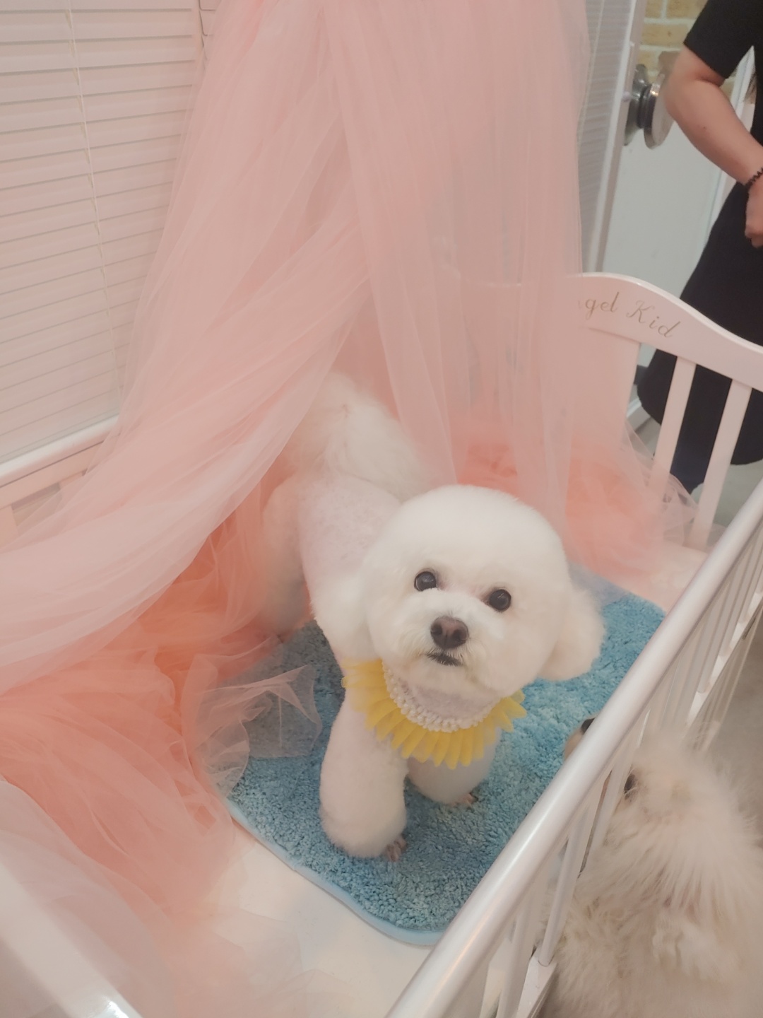 디어몽 대표 이미지