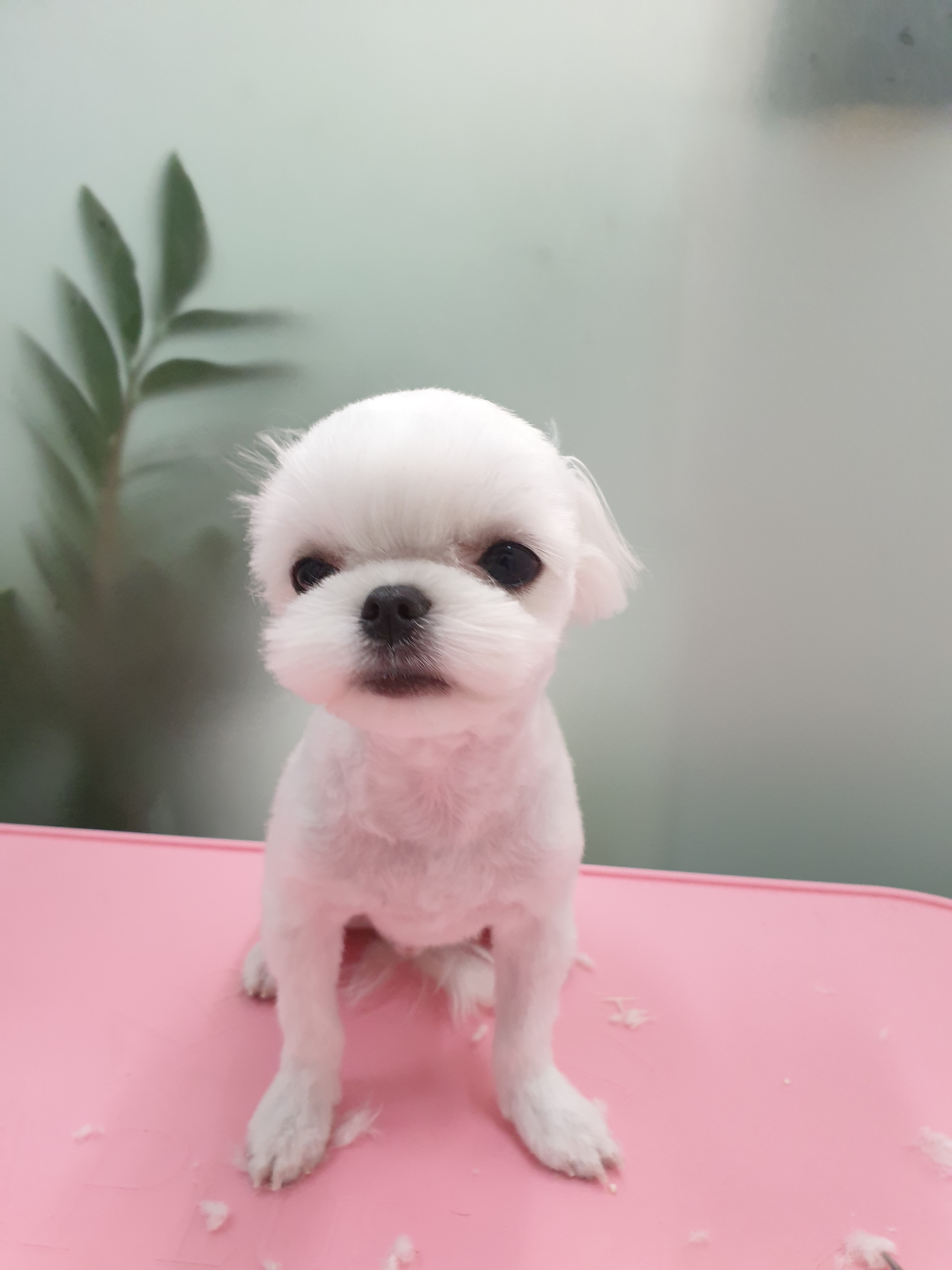 THE예쁘개 대표 이미지
