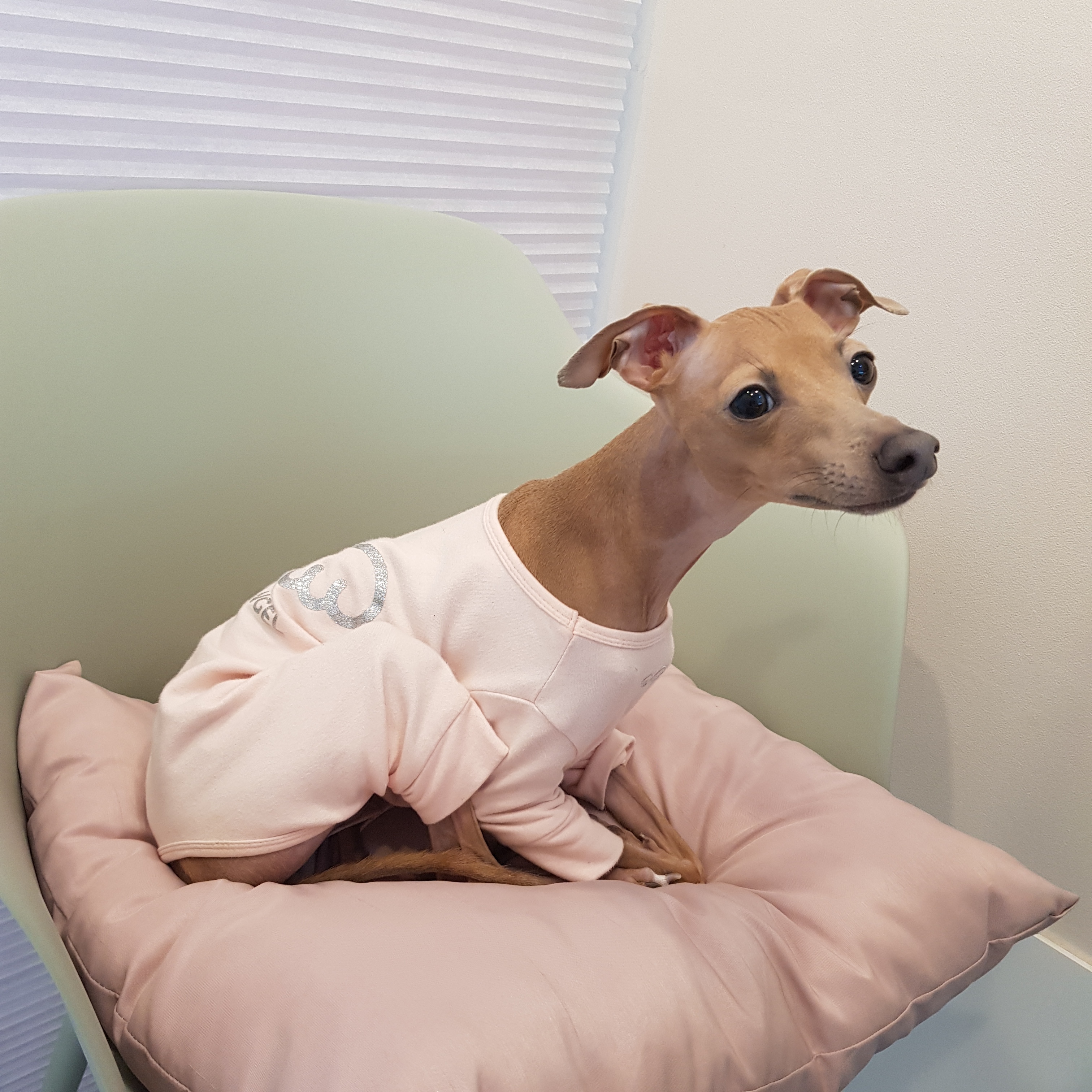 이미지