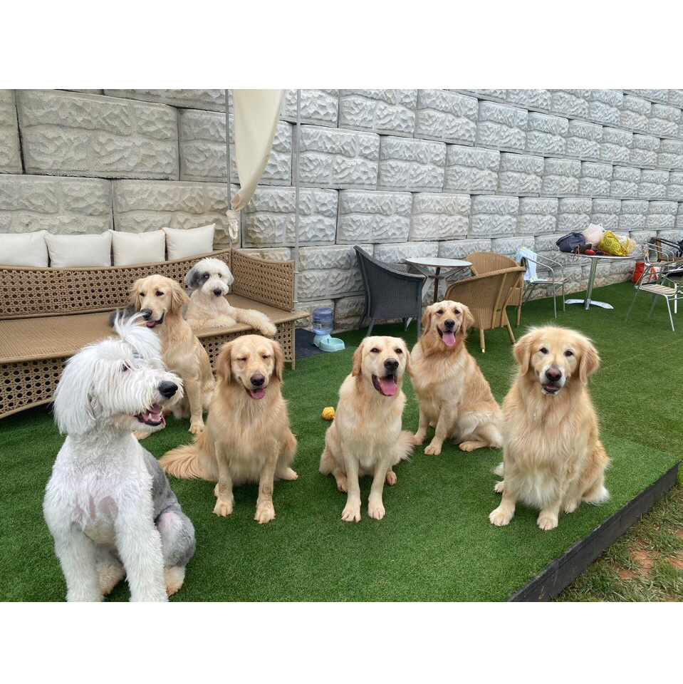 boss dog 대표 이미지