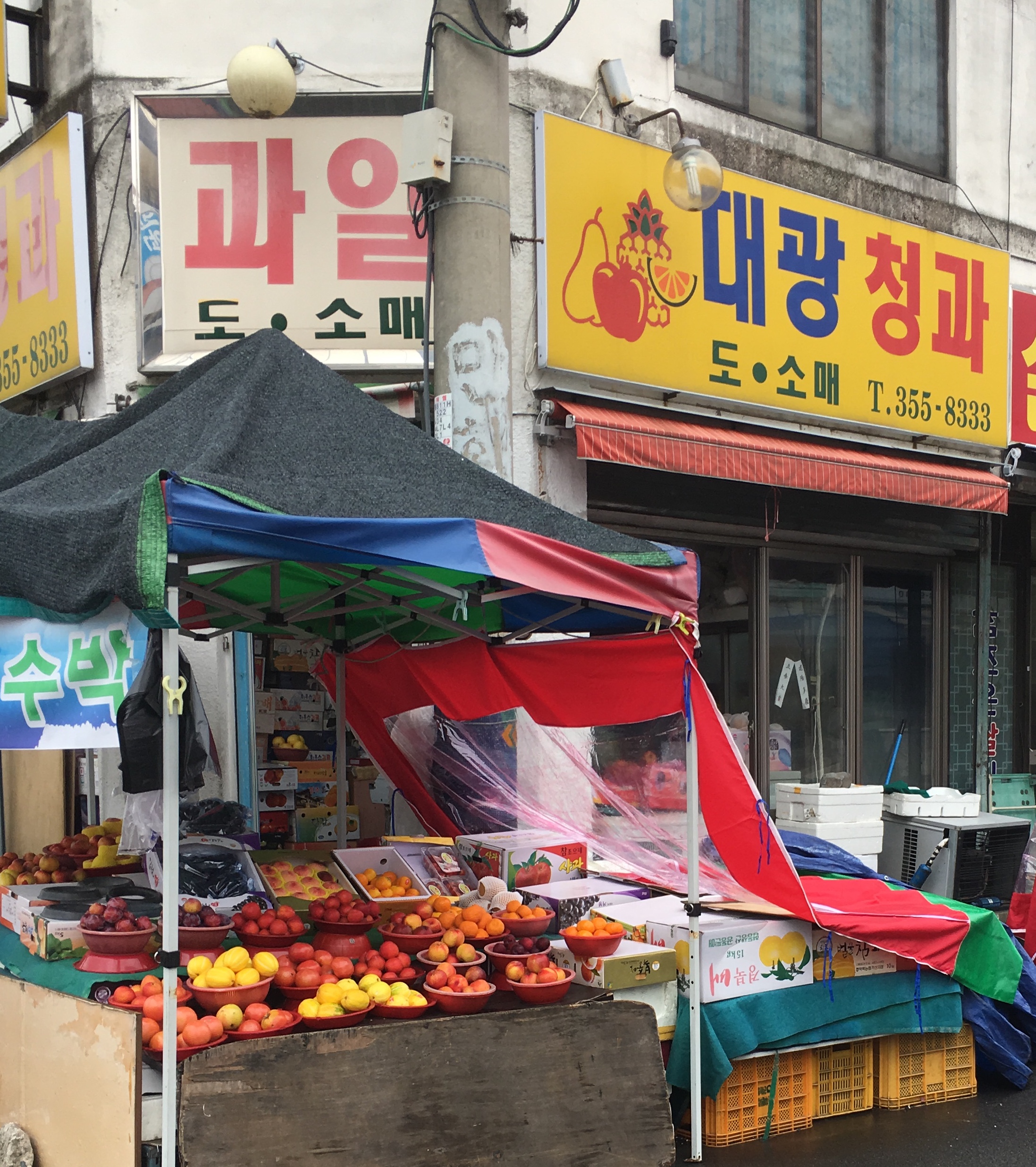 대광청과