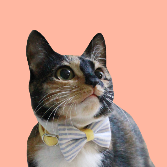 고양이씨는 집이 좋아 대표 이미지