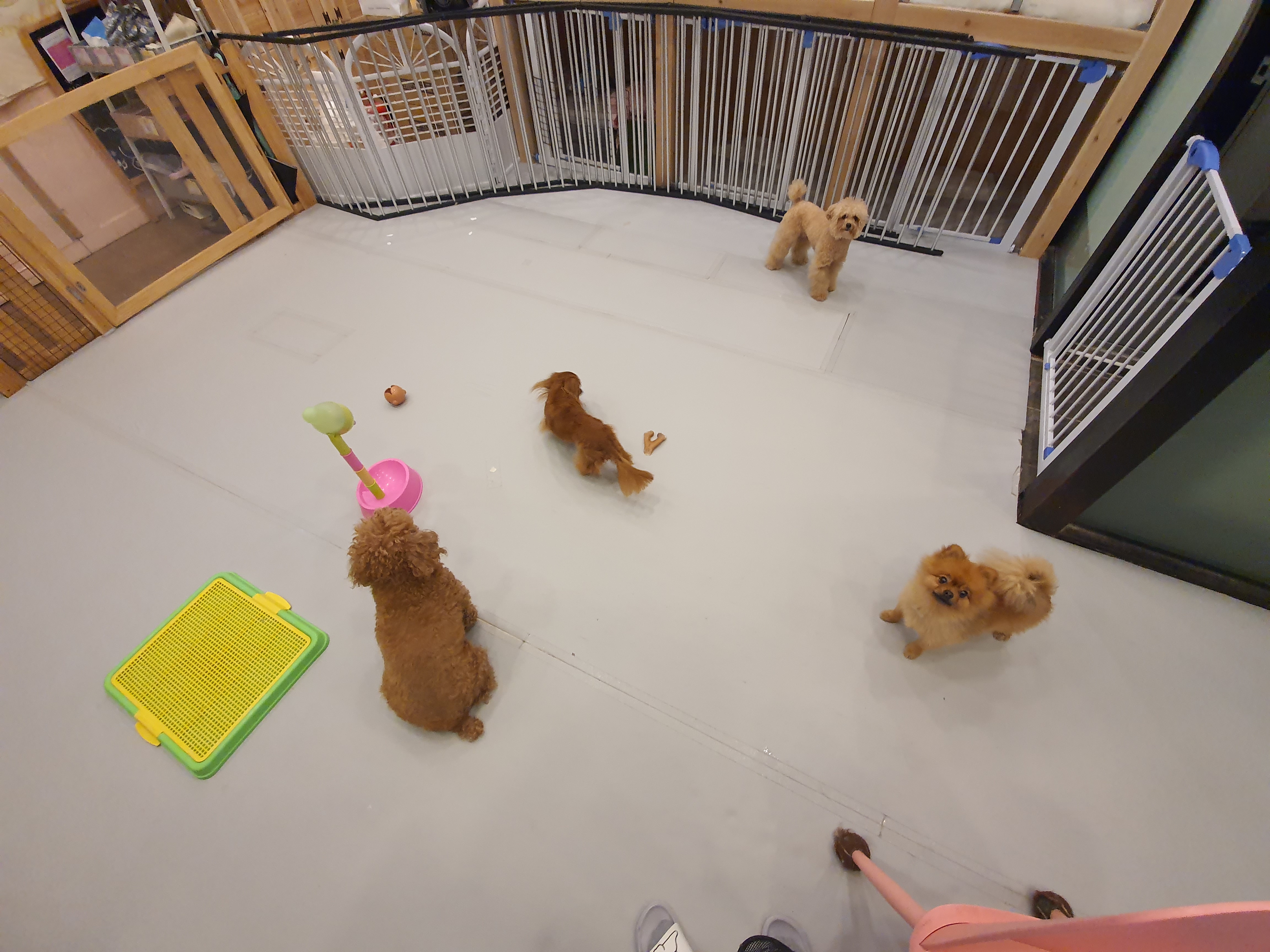 청순하개 대표 이미지