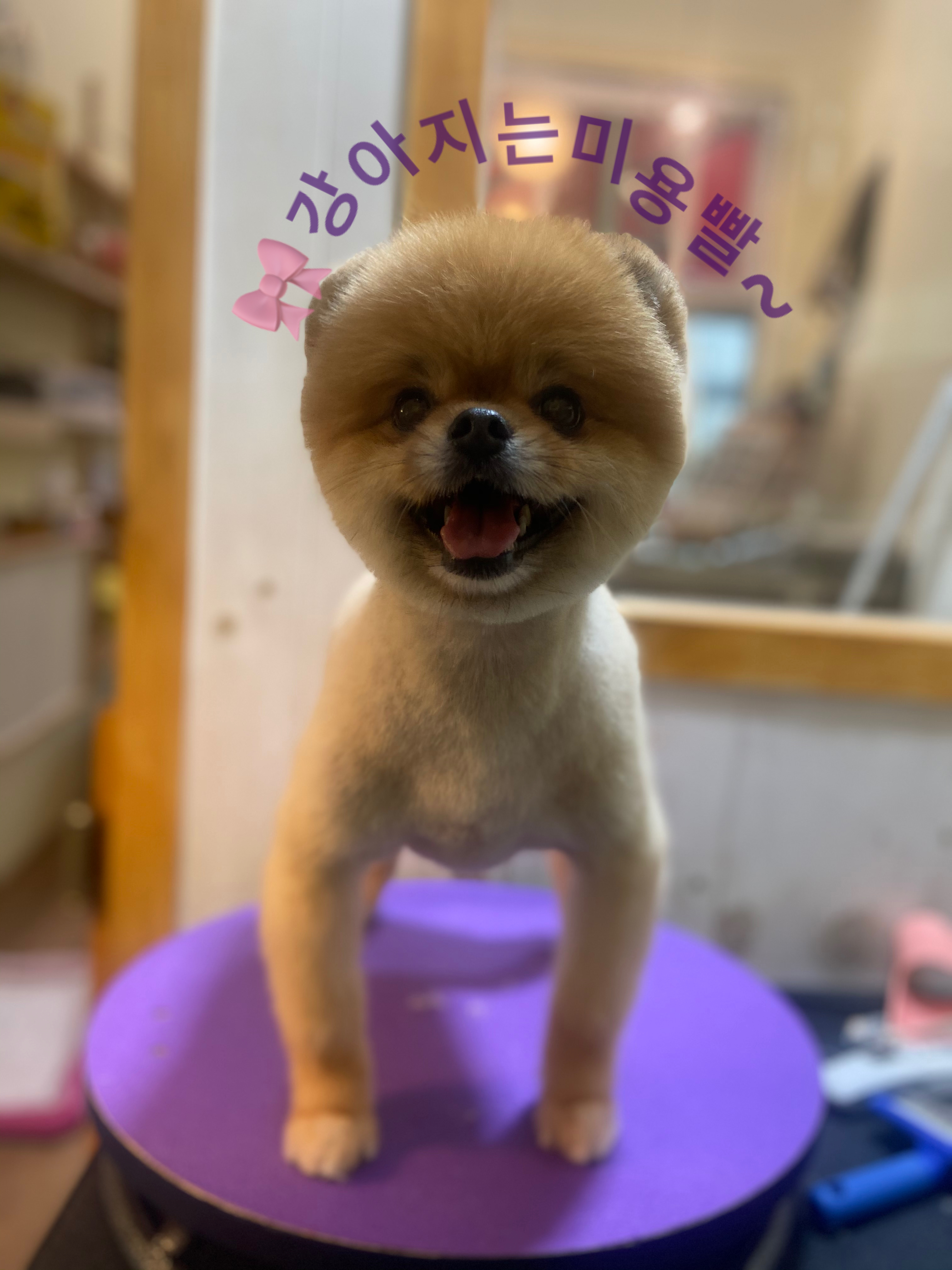 강아지는미용빨 대표 이미지