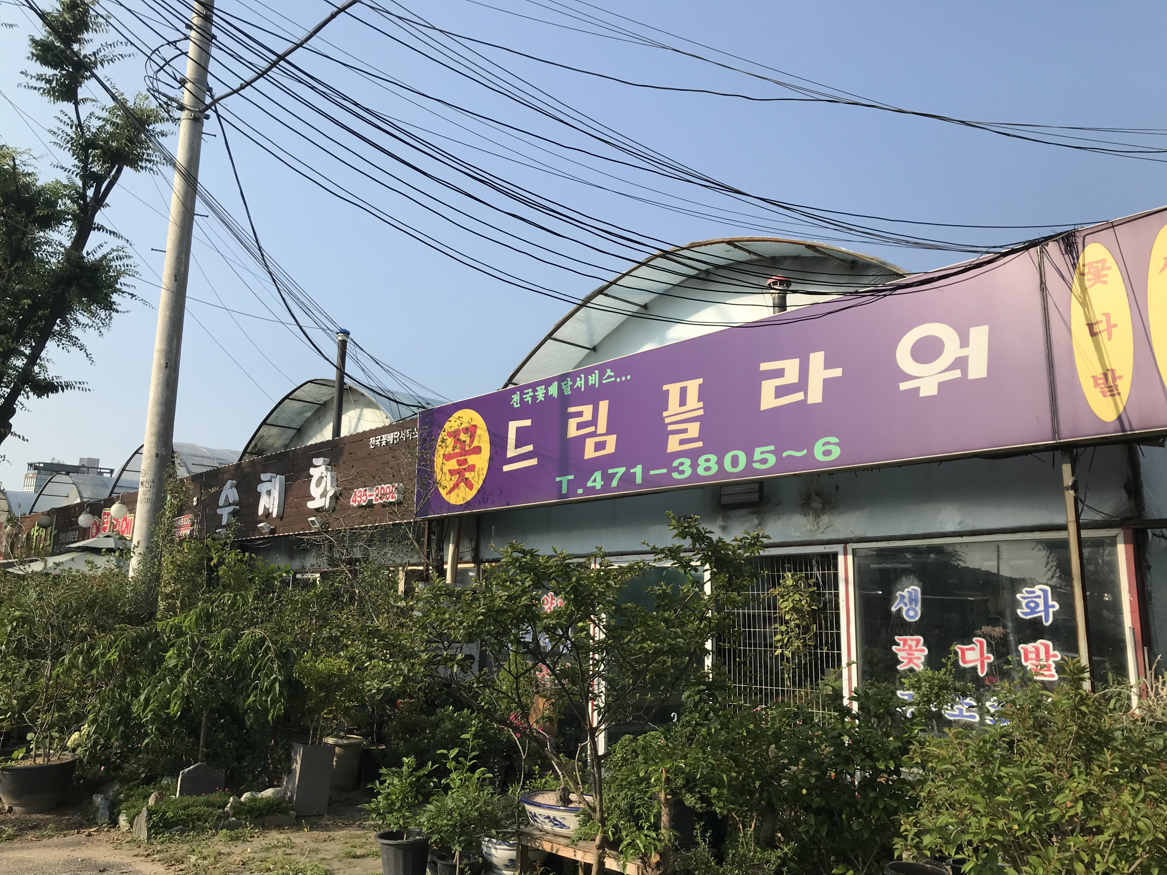 드림플라워