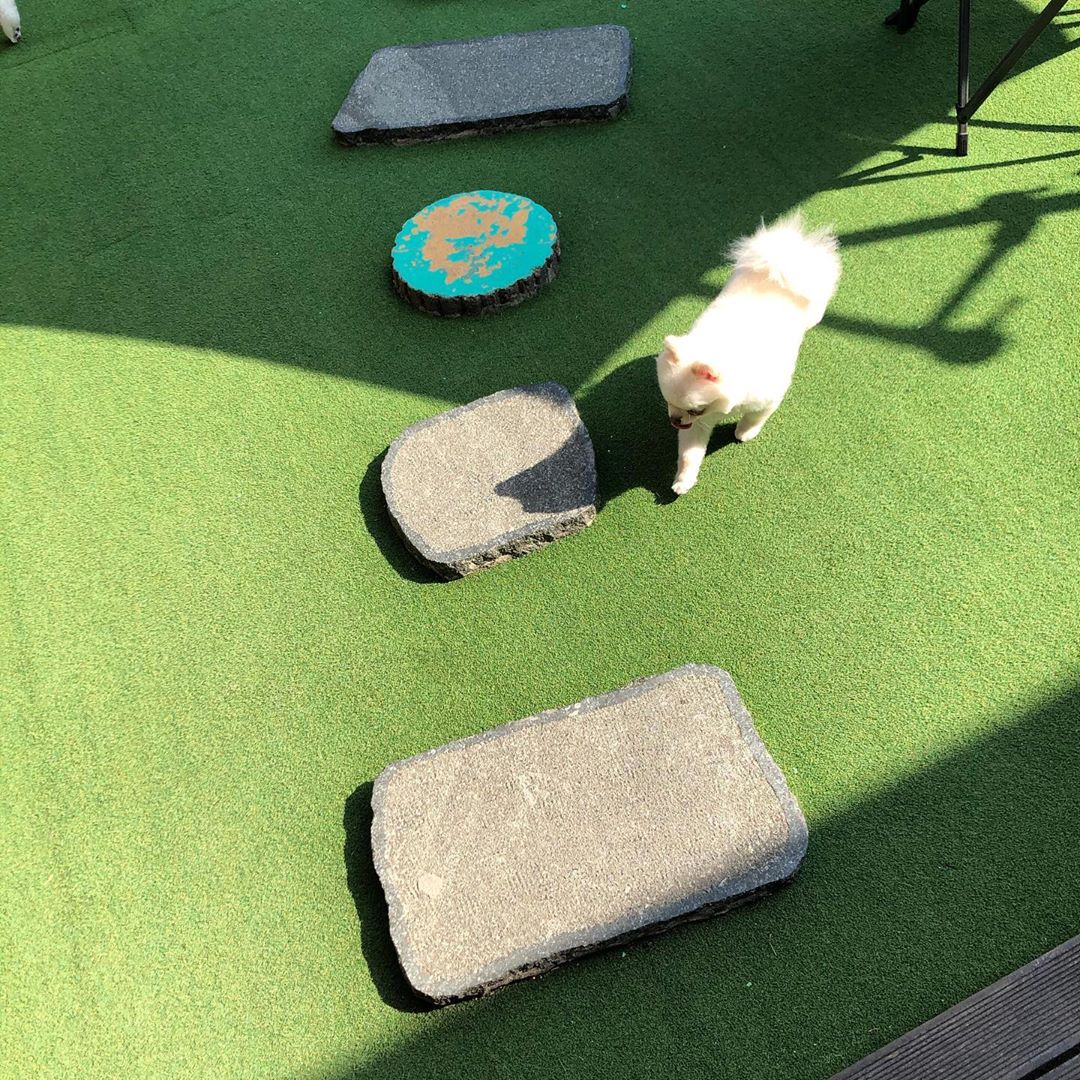 펌킨 펫하우스 청담 대표 이미지