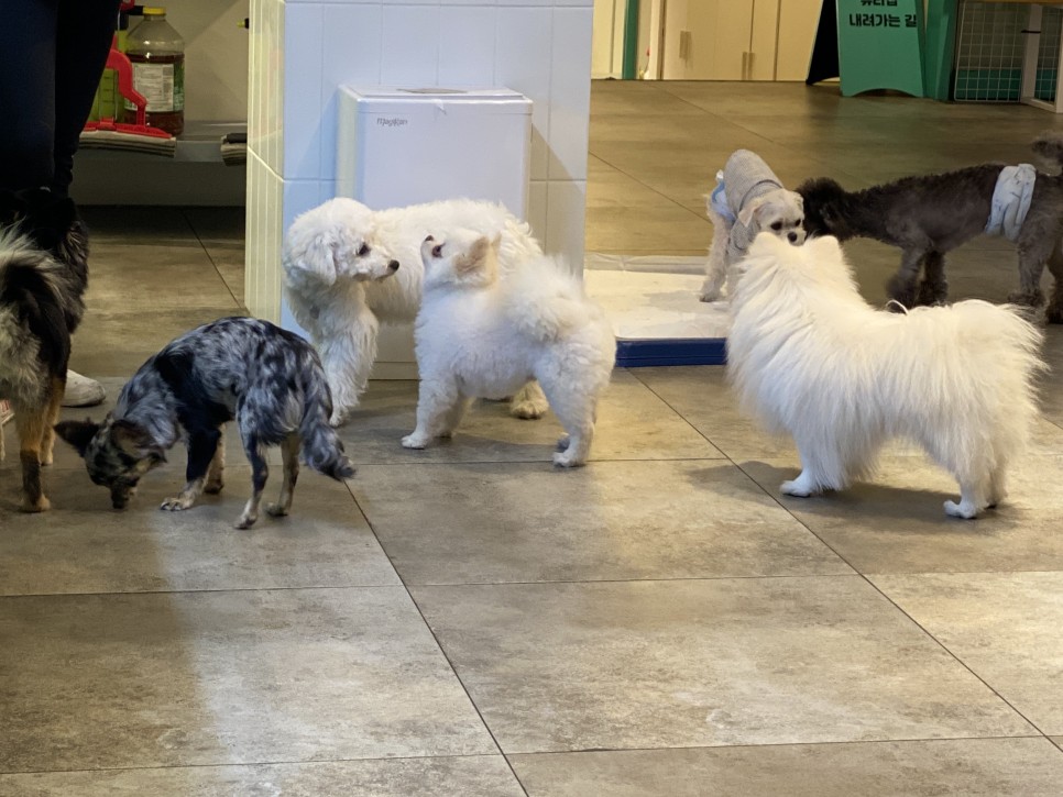 펌킨 펫하우스 청담 대표 이미지