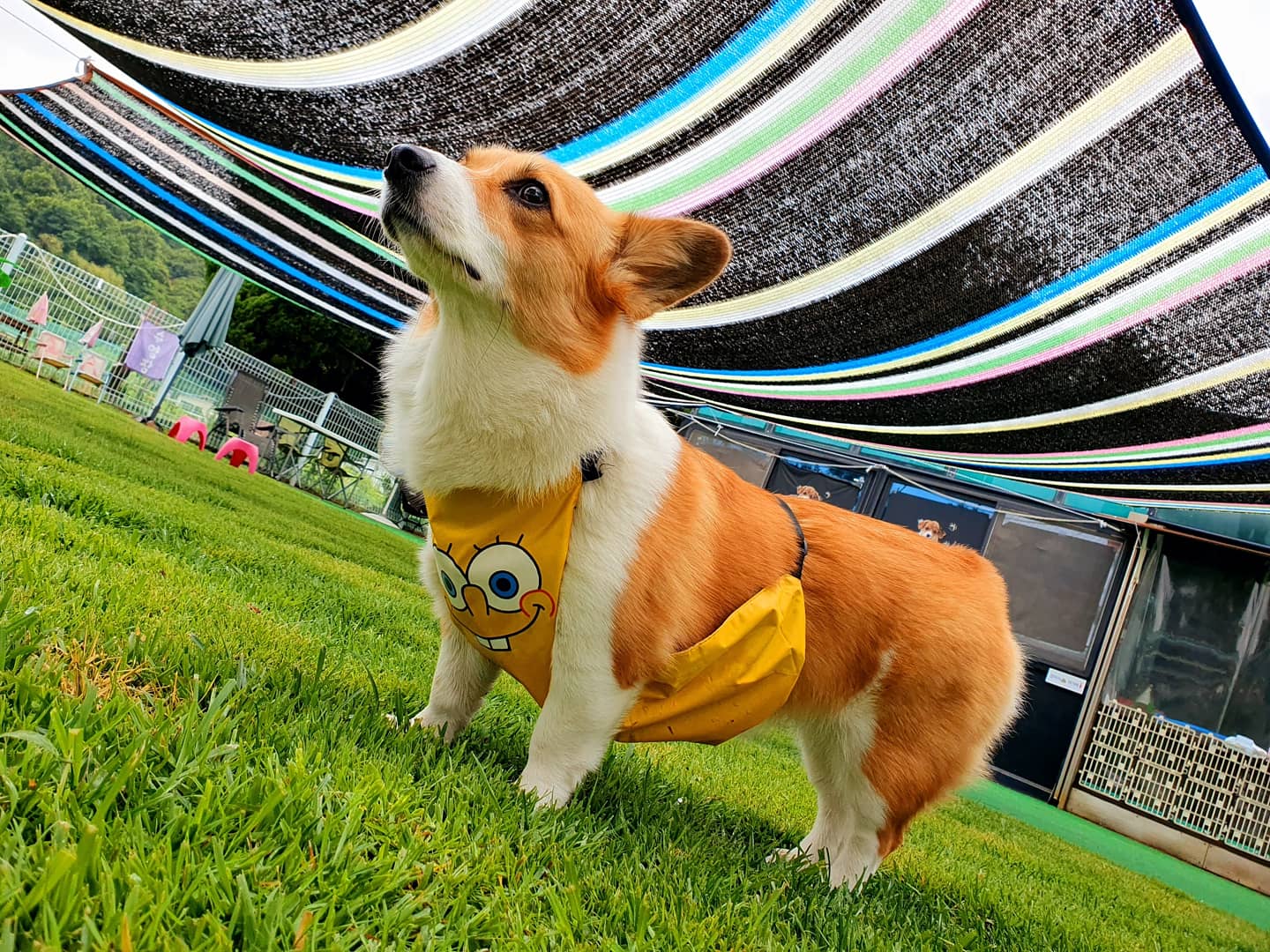 달려라멍멍 대표 이미지