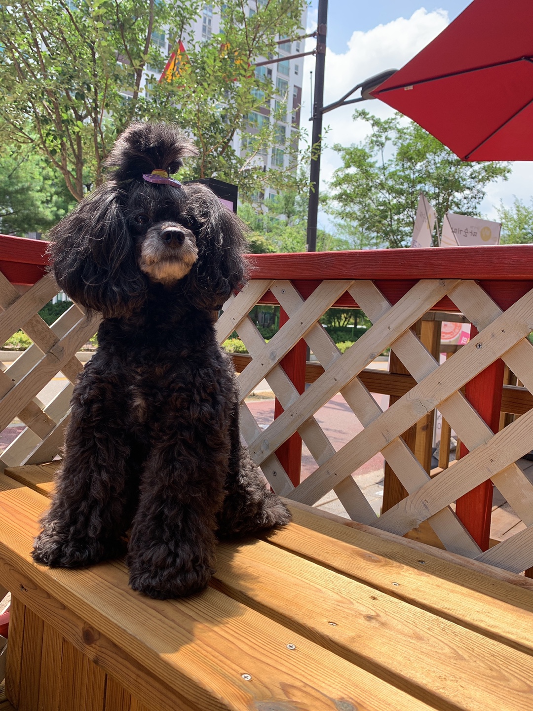 텐시퍼피 대표 이미지