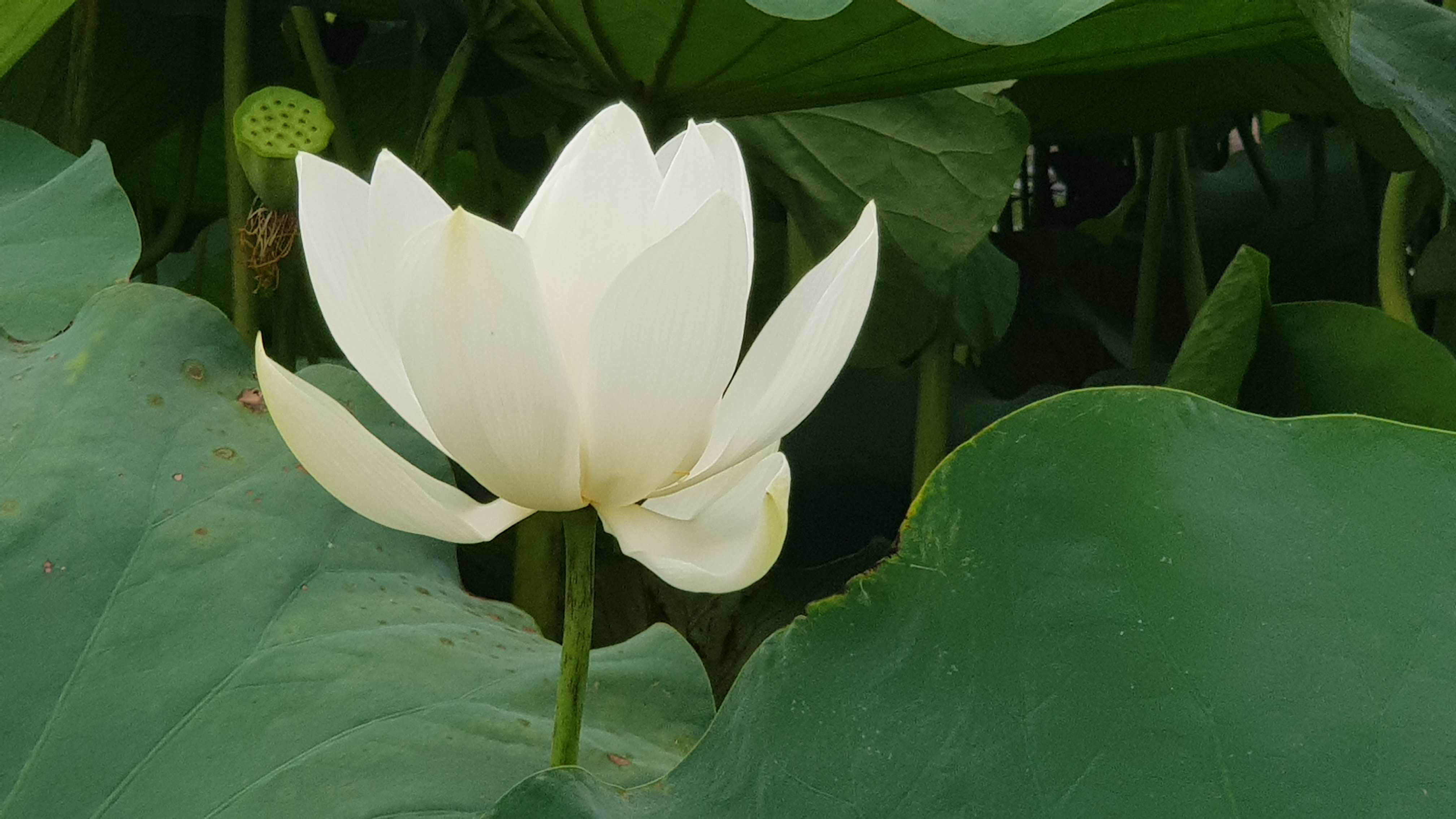 지리산연꽃마을