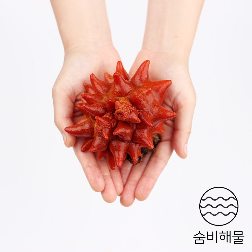 숨비 영어조합법인