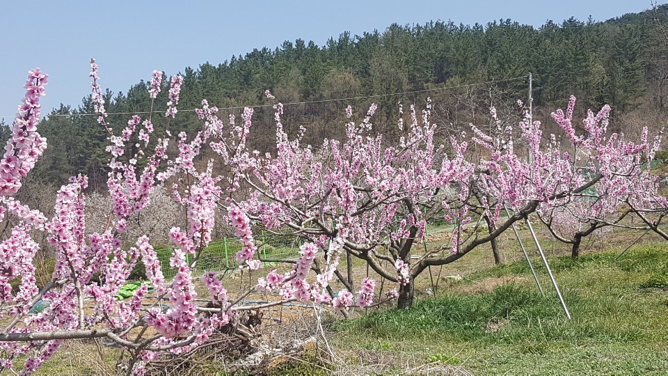 버들체험농원