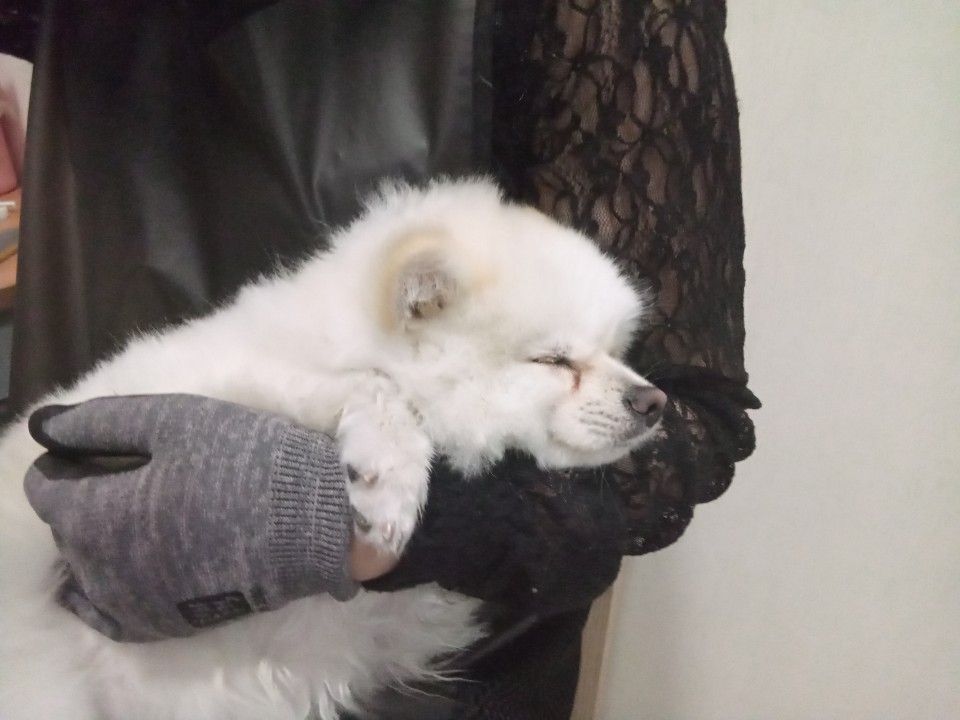 라피네애견스파 대표 이미지