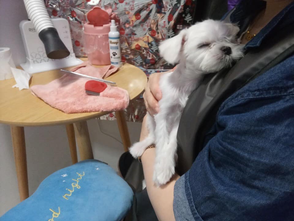 라피네애견스파 대표 이미지