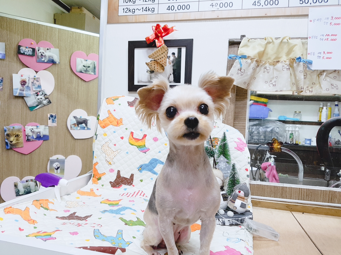 복터진강아지 대표 이미지