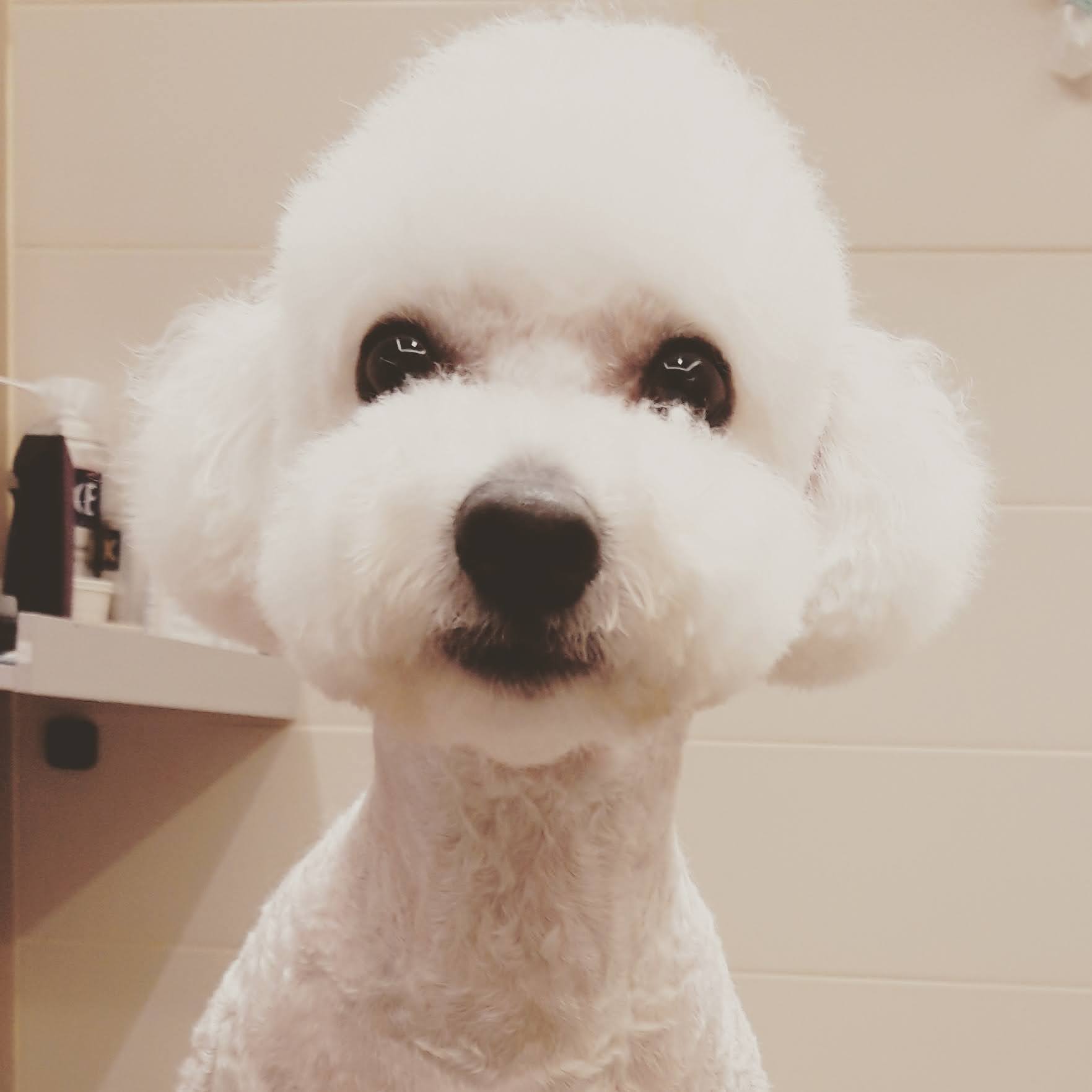 버블펫 대표 이미지