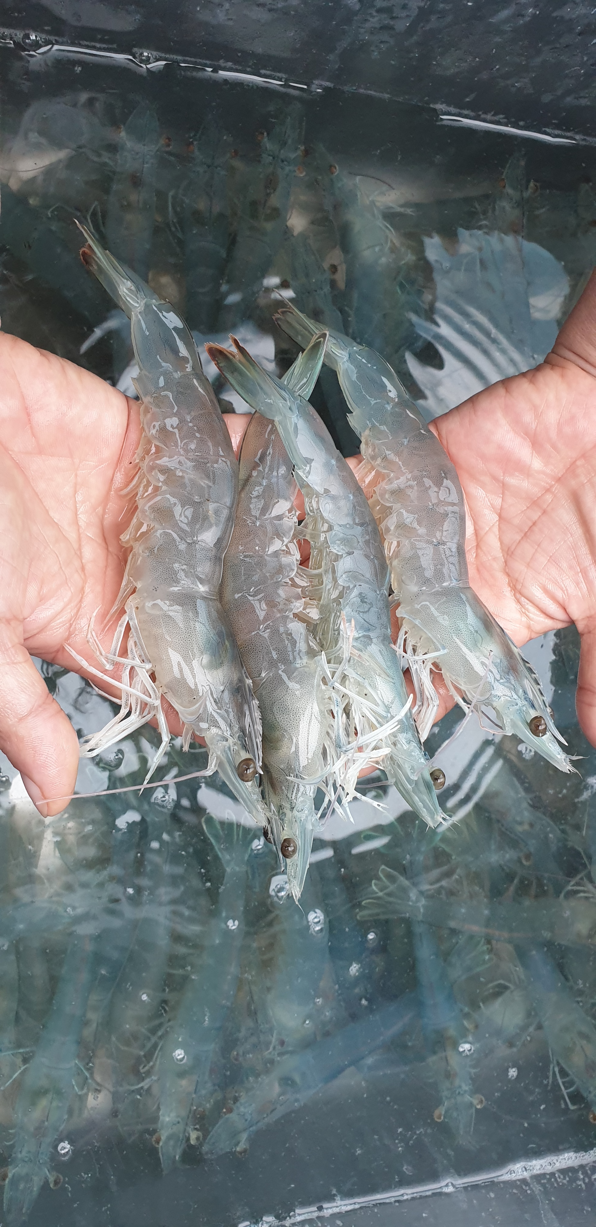 늘푸른수산