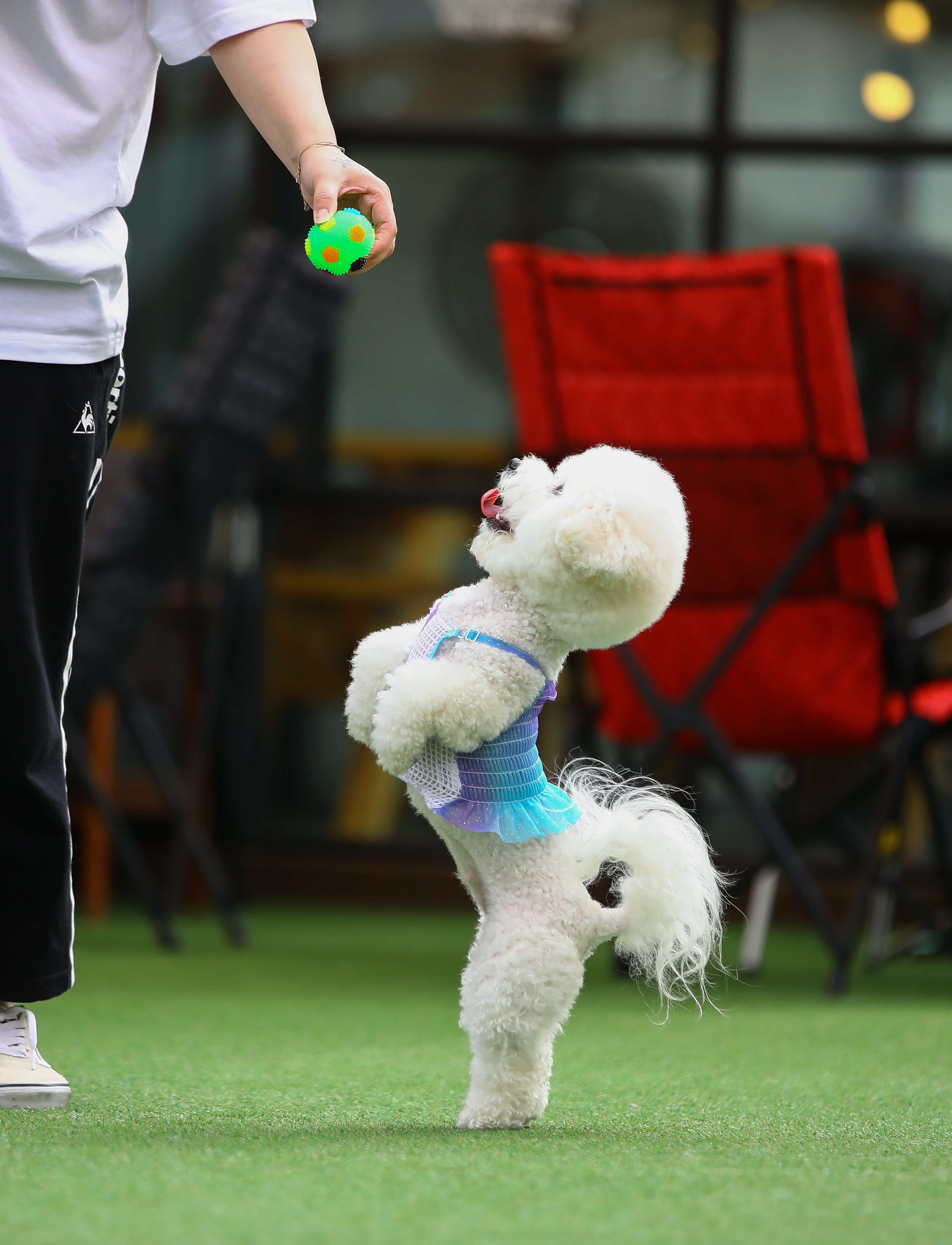 로얄애견훈련학교 운동장2 2