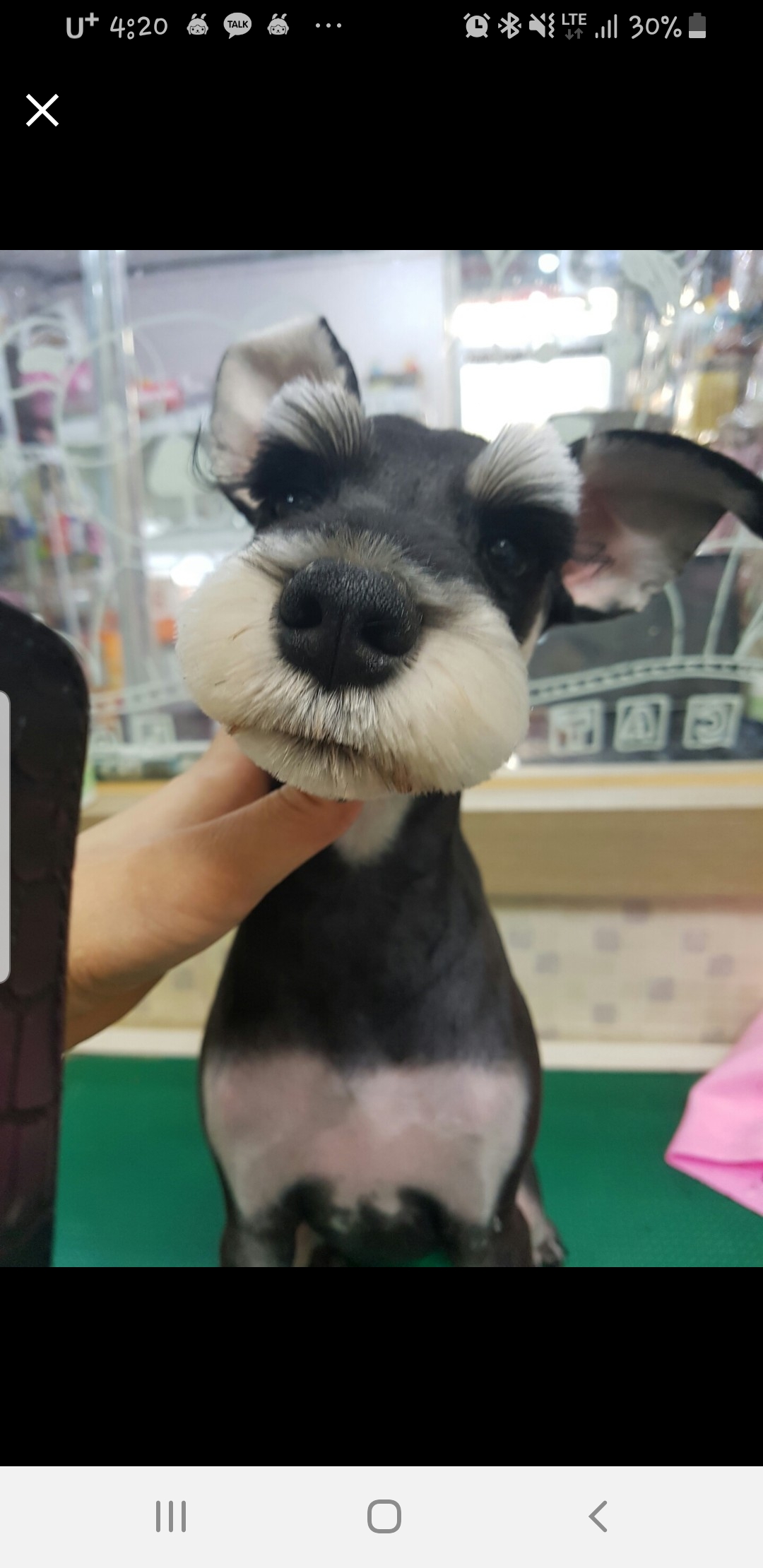 짱구짱아애견미용샵 대표 이미지