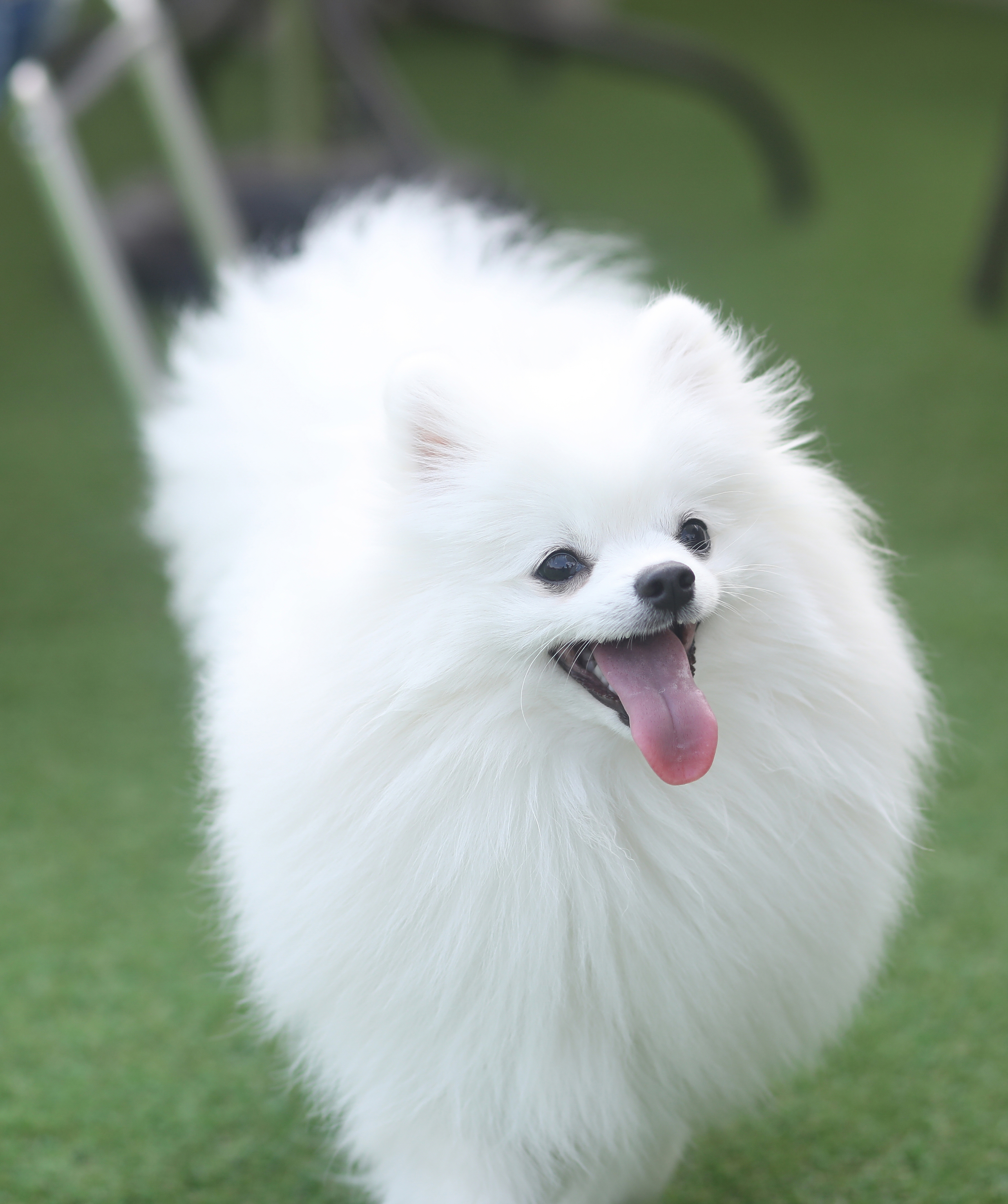 브루하하 [애견운동장,애견카페]