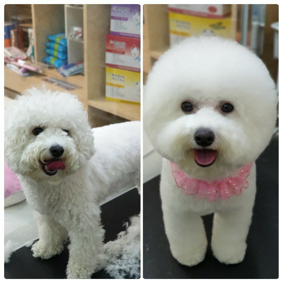 펫하우스 대표 이미지