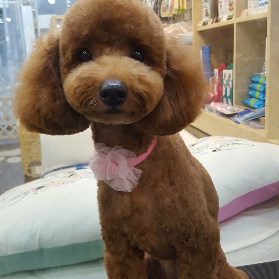 펫하우스 대표 이미지