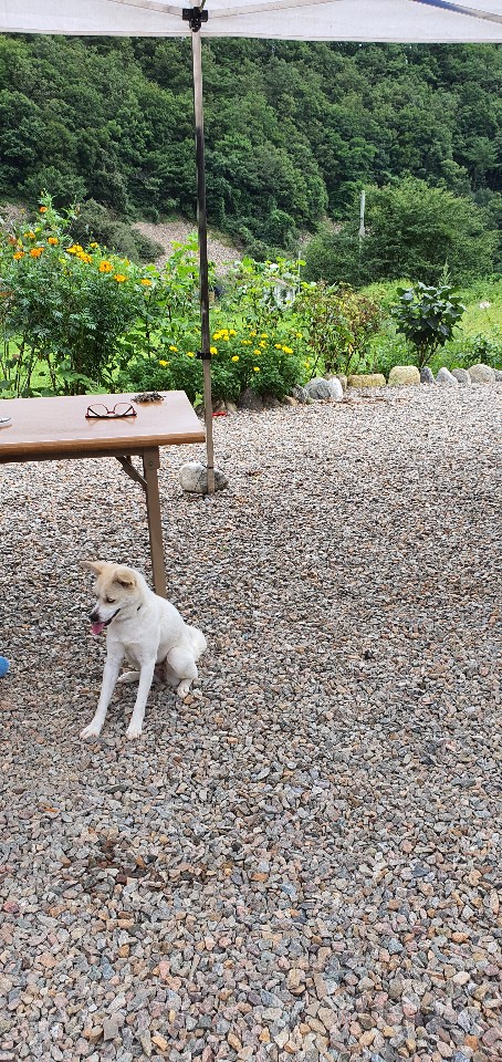 눈맞춤동물교감상담소 활동