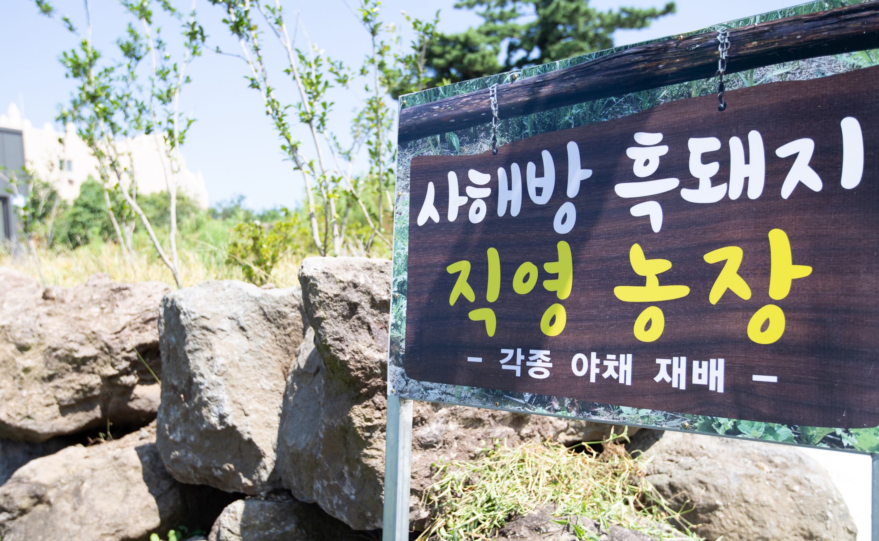 사해방흑돼지