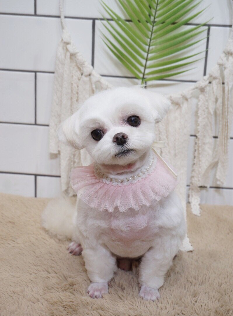 핫dog 대표 이미지