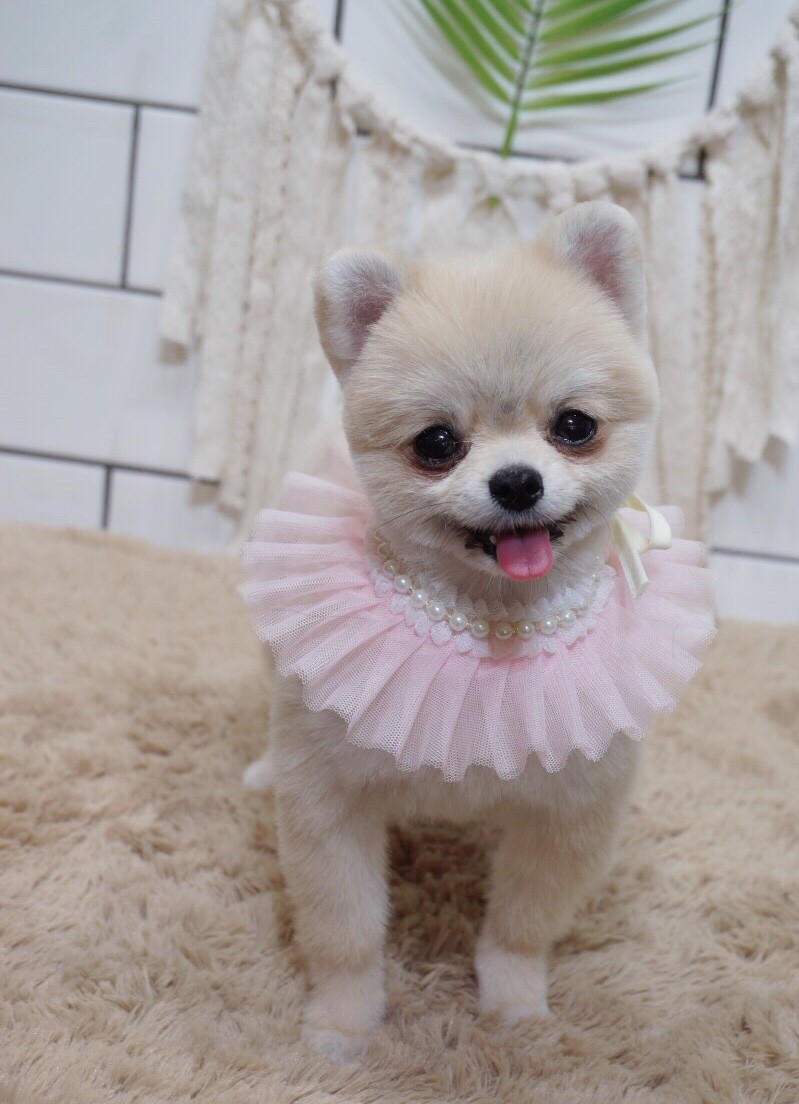 핫dog 대표 이미지