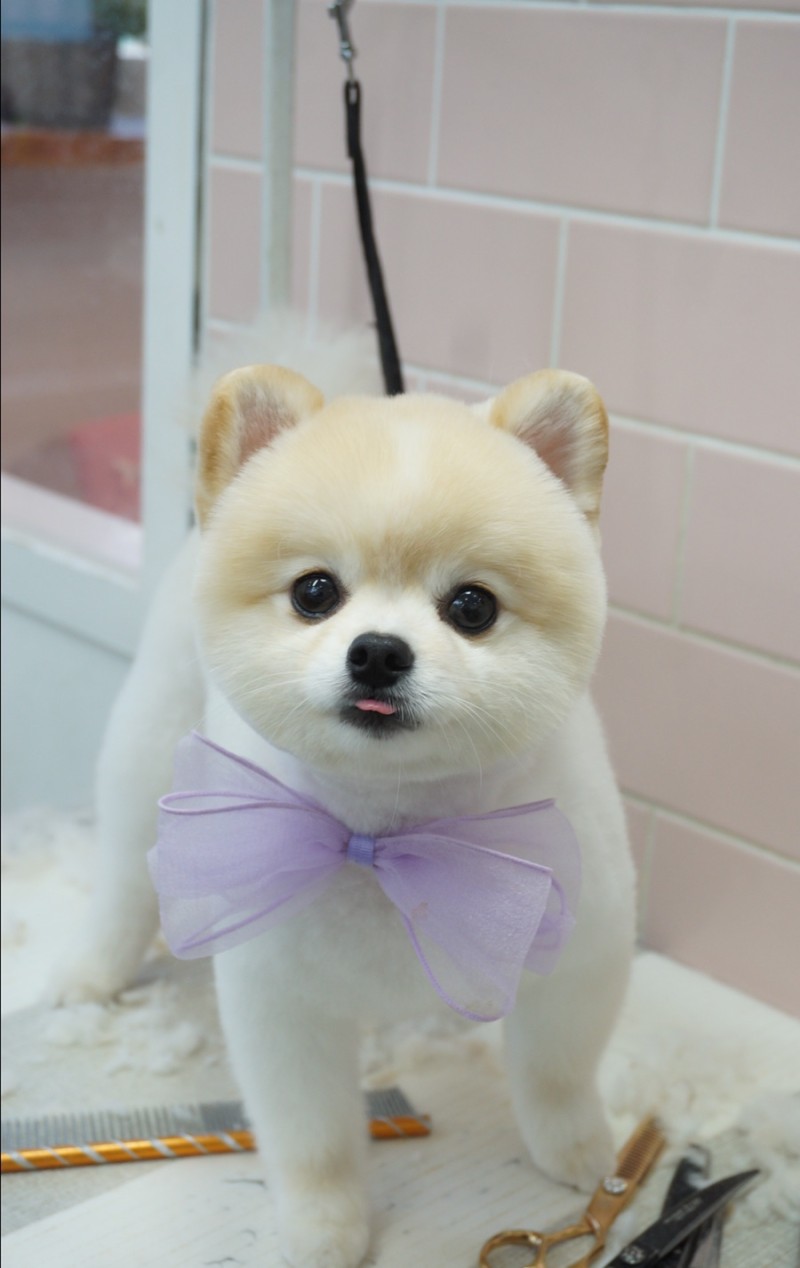 핫dog 대표 이미지