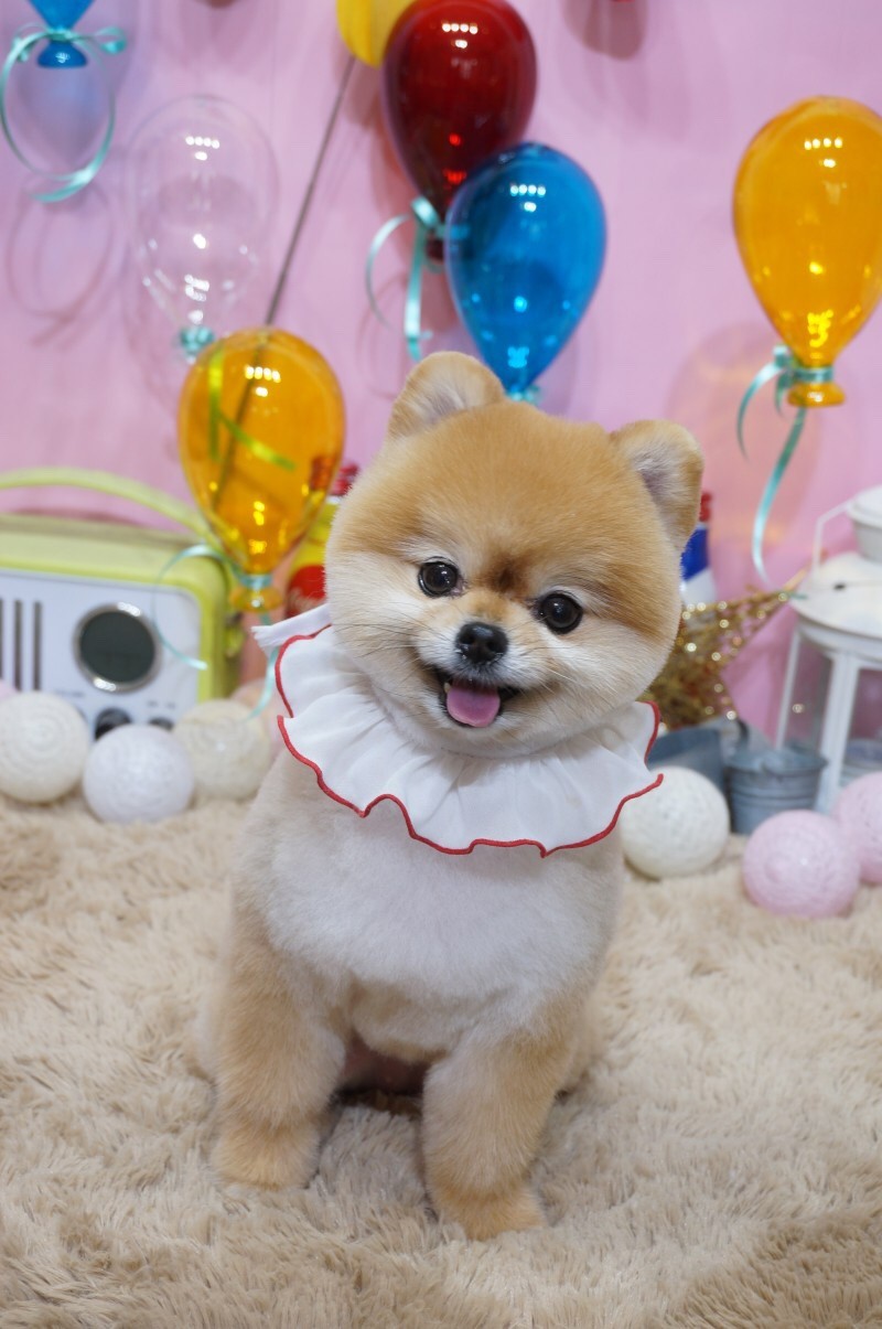 핫dog 대표 이미지