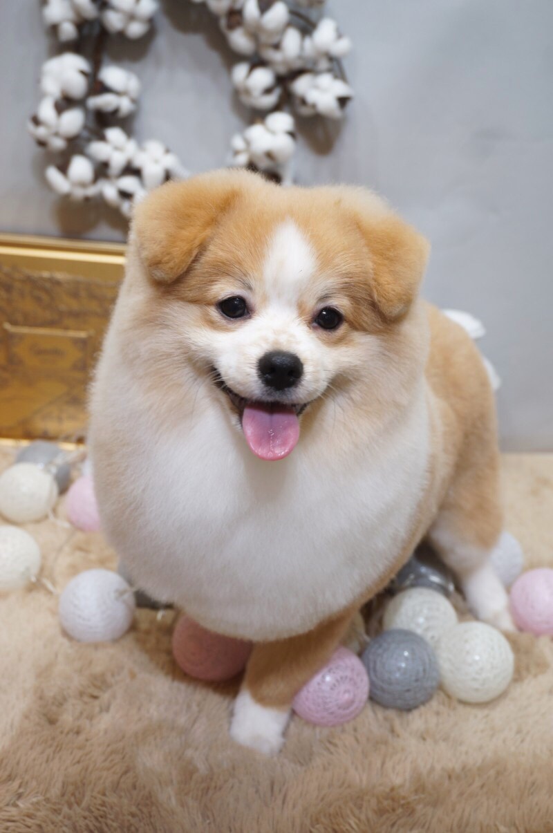 핫dog 대표 이미지