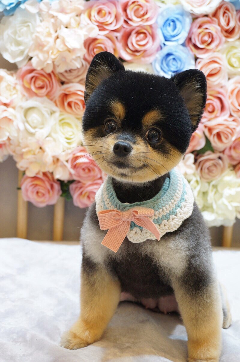 핫dog 대표 이미지