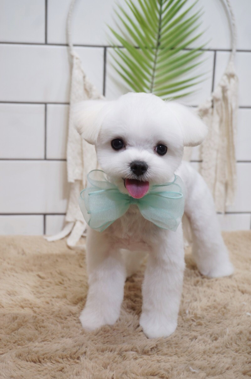 핫dog 대표 이미지