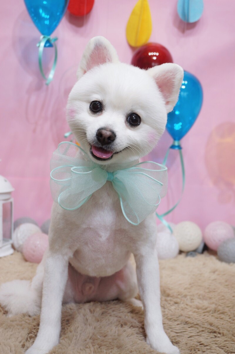 핫dog 대표 이미지