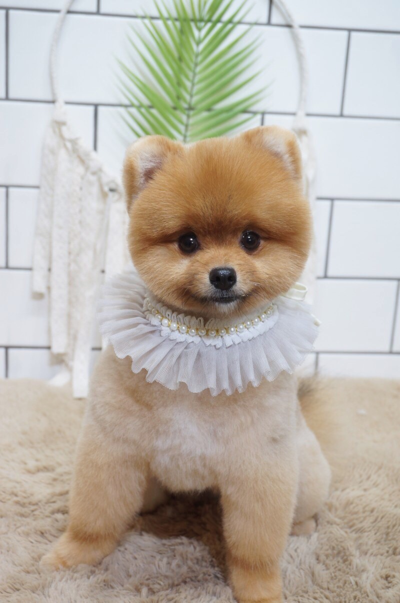 핫dog 대표 이미지