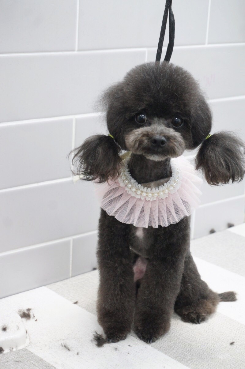 핫dog 대표 이미지