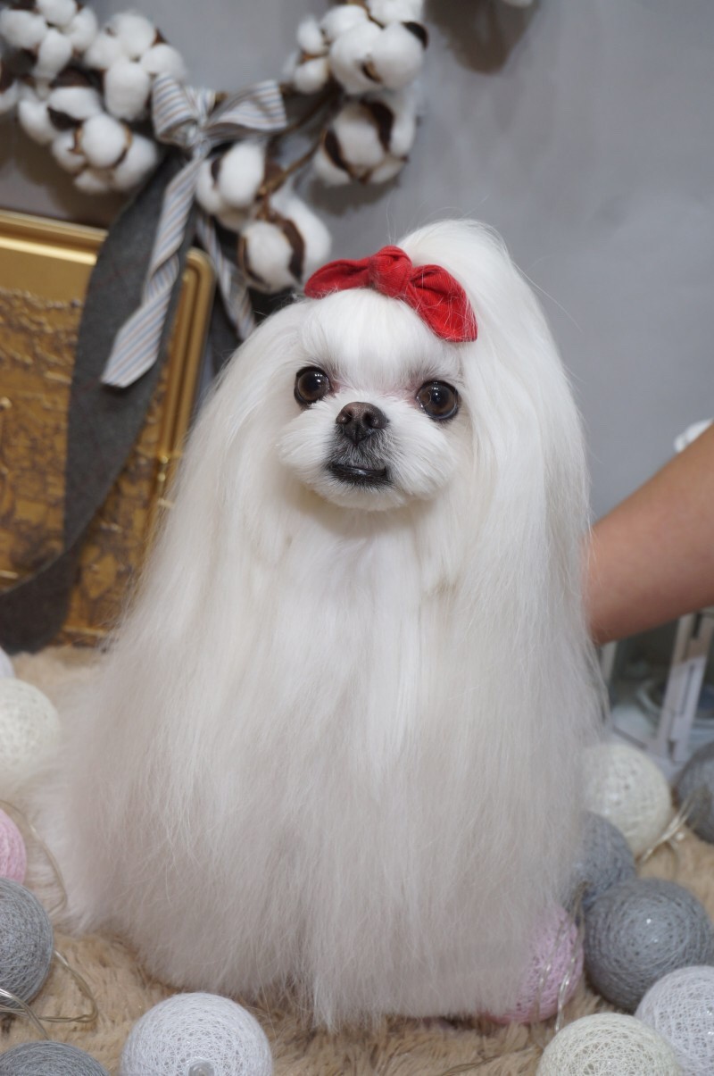 핫dog 대표 이미지