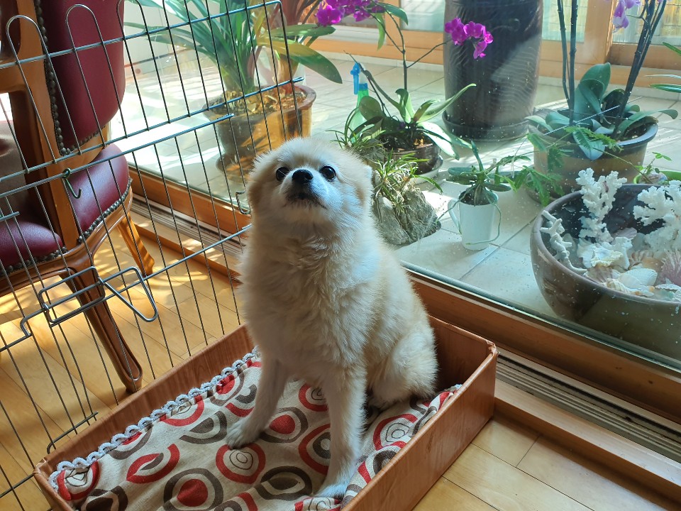 눈맞춤동물교감상담소 대표 이미지