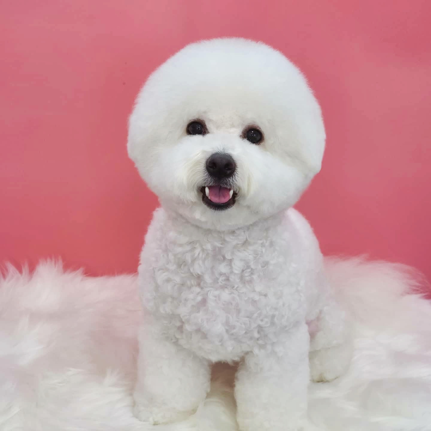 모모펫 대표 이미지