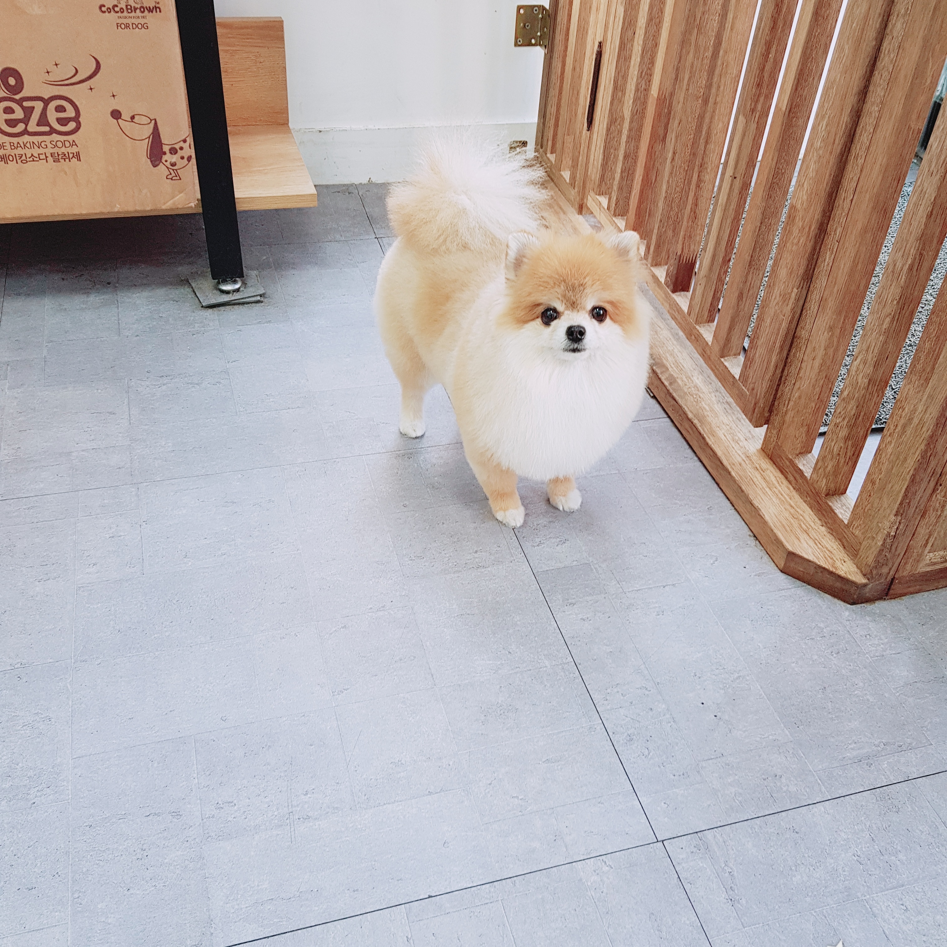 모모펫 대표 이미지