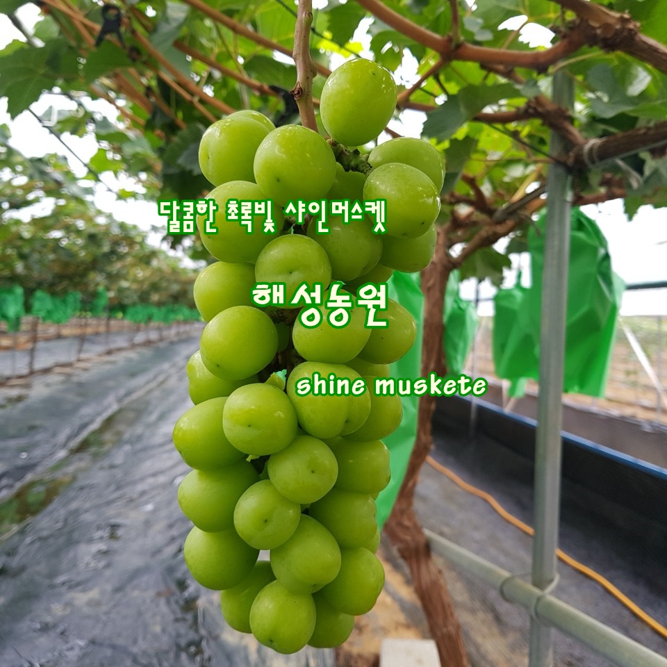 해성농원