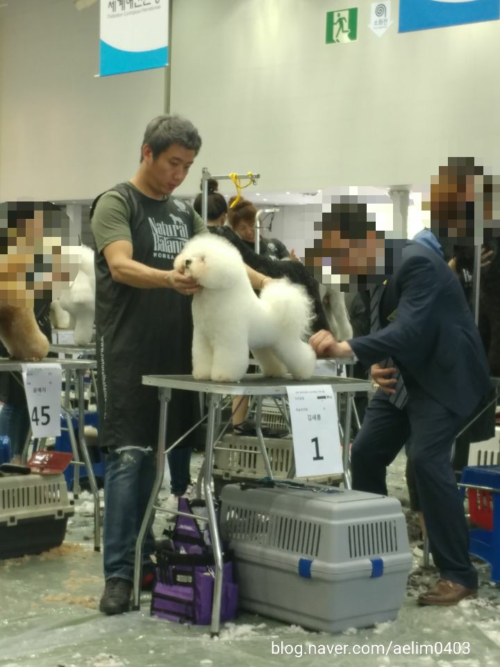 바닐라애견미용학원 광주점