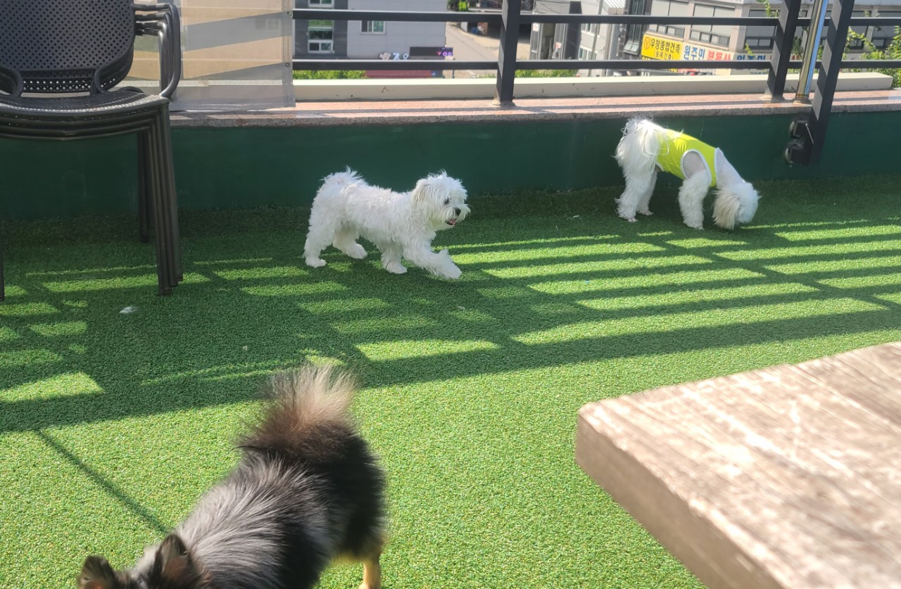 축복애견