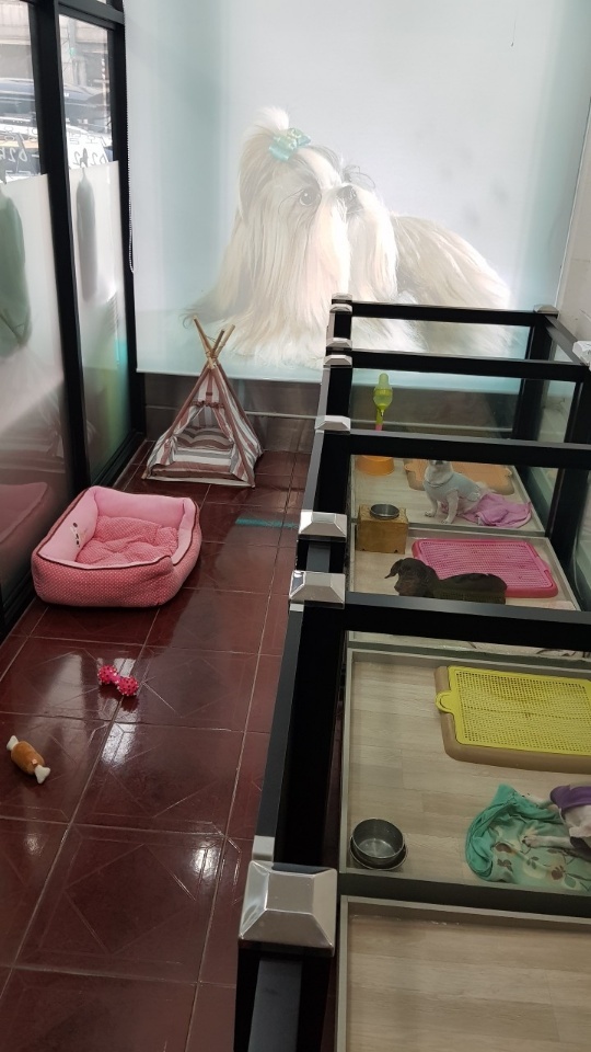 코코애견샵 대표 이미지