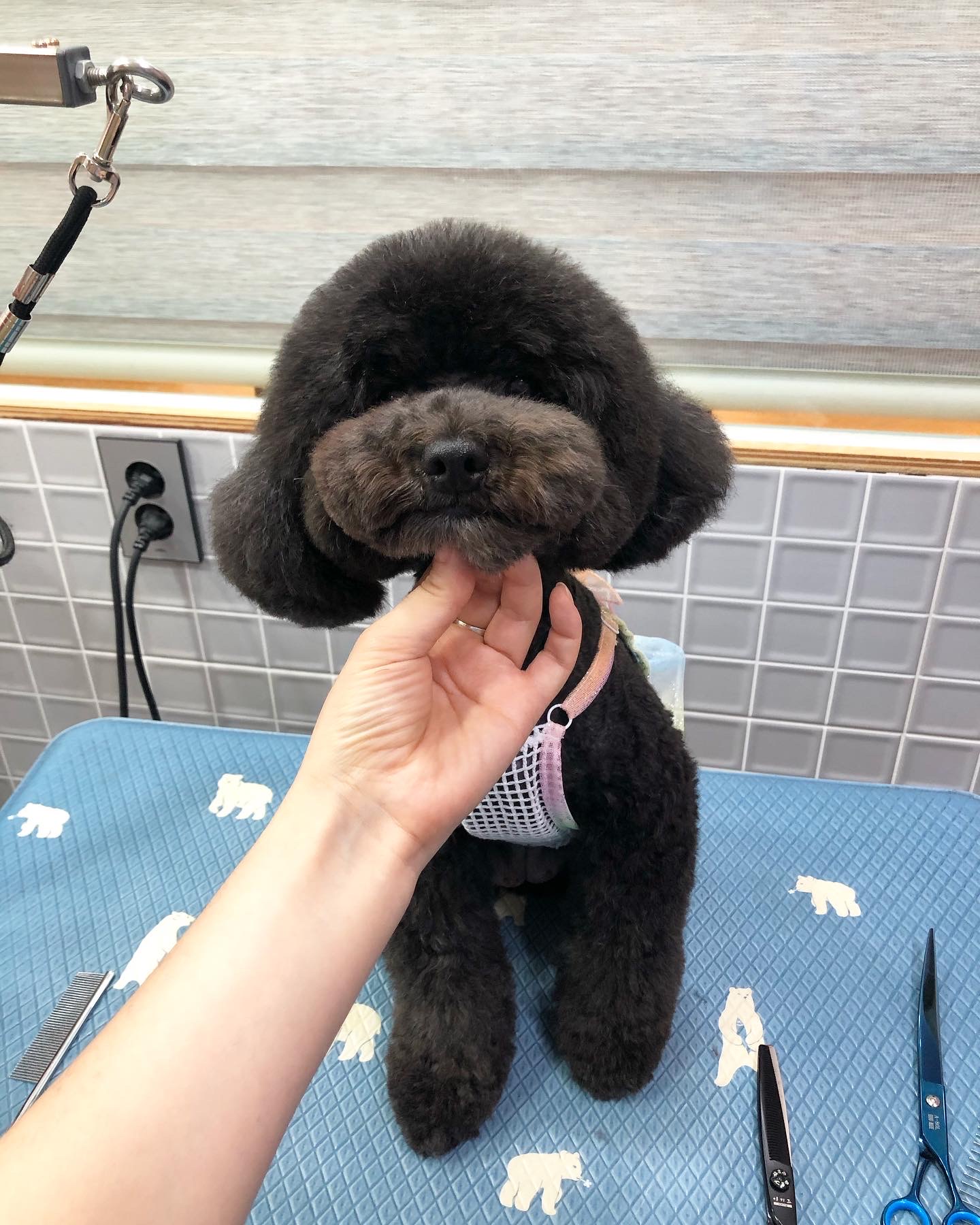 펫파민트 대표 이미지