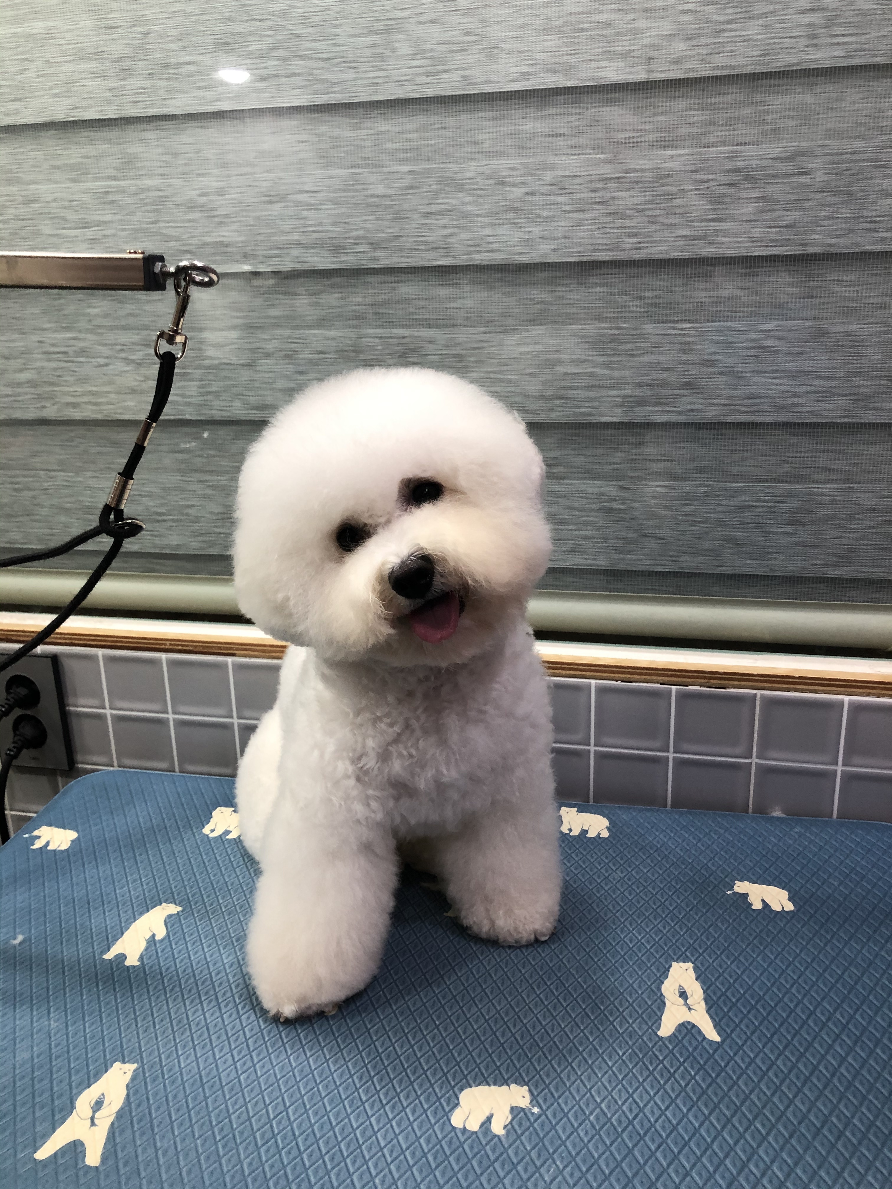 펫파민트 대표 이미지