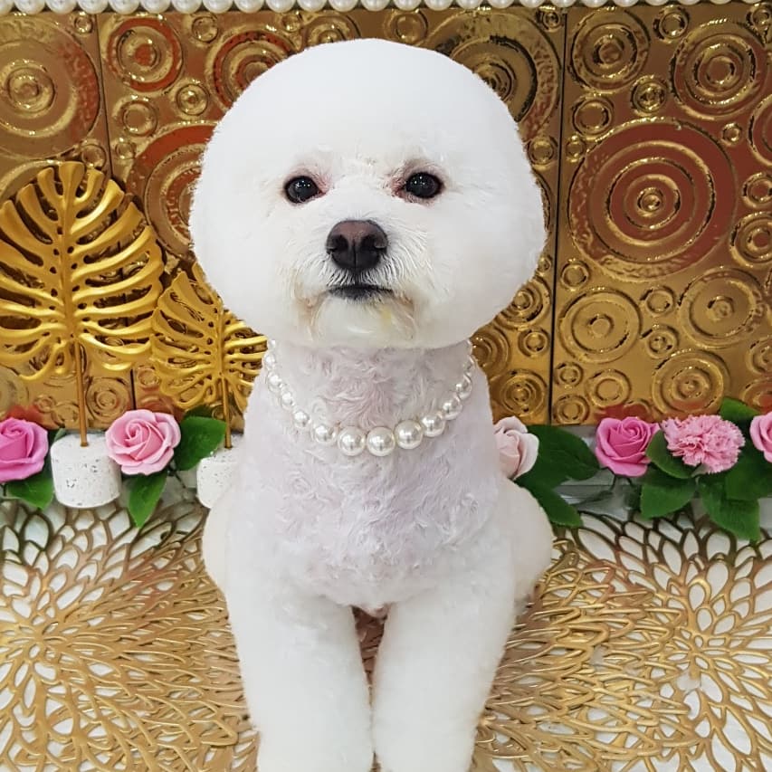 비비펫살롱 대표 이미지